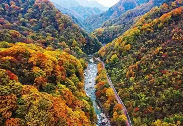 光雾山红叶指数直播界面