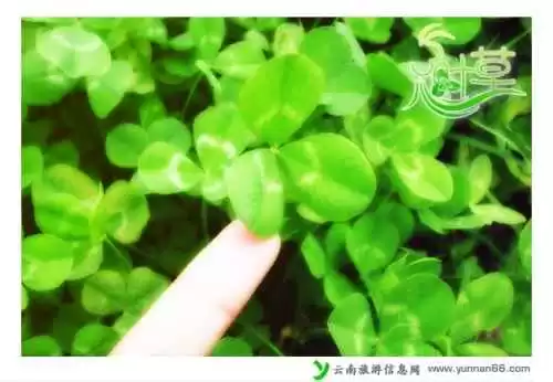 三叶草的绿意与传奇