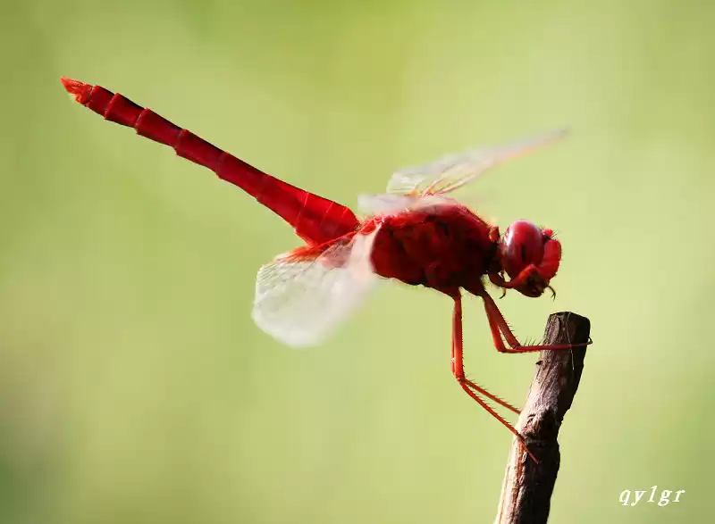 红蜻蜓鞋子到底啥档次 三十年国牌老友的焕新之路