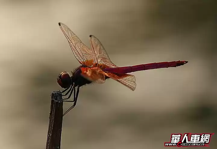 红蜻蜓鞋子到底啥档次 三十年国牌老友的焕新之路