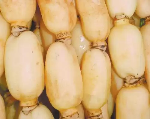 莲藕颜色全知道 从外到内揭秘