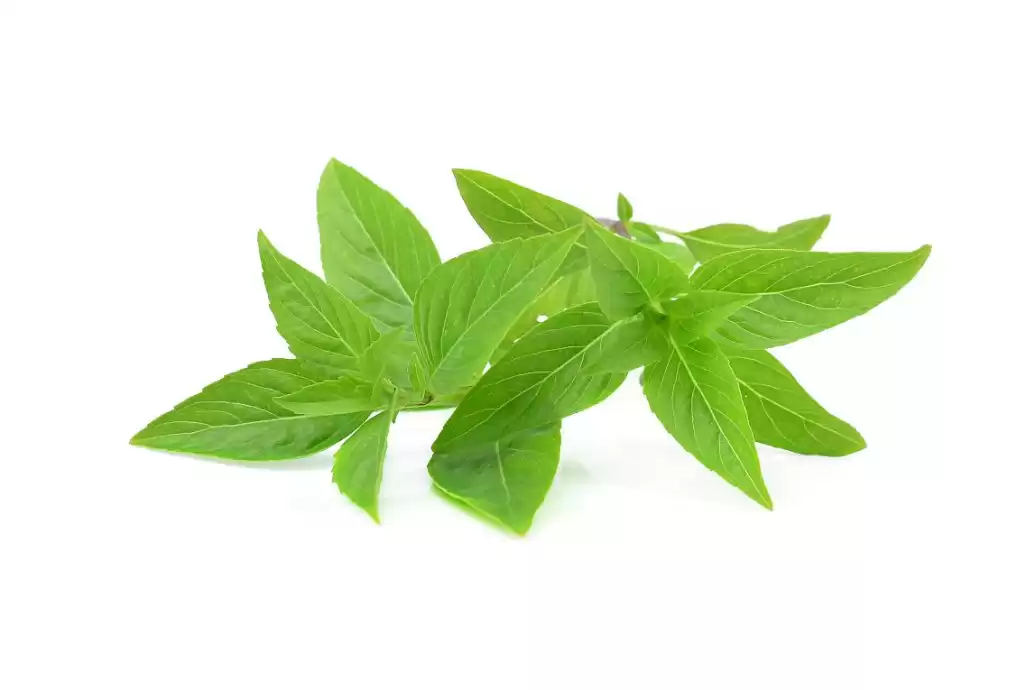 薄荷绿那抹独特的清凉，藏着你不知道的治愈密码