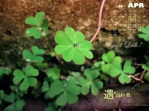 探寻三叶草的小秘密从爱尔兰幸运草到你家草坪 探寻三叶草的小秘密从爱尔兰幸运草到你家草坪