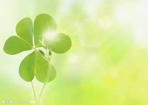 探寻三叶草的小秘密从爱尔兰幸运草到你家草坪
