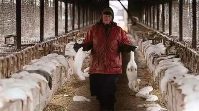 揭秘貂皮大衣背后的动物：你所不知道的真相