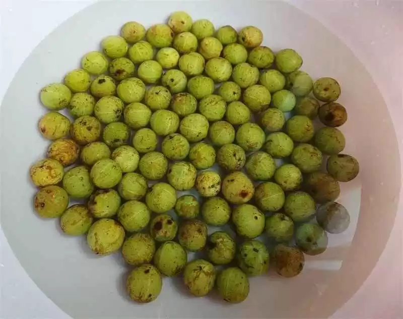 橄榄果颜色藏着健康密码