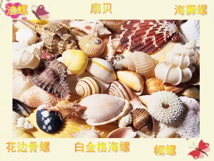 海边拾贝见彩虹 贝壳颜色的奇妙世界 海边拾贝见彩虹 贝壳颜色的奇妙世界