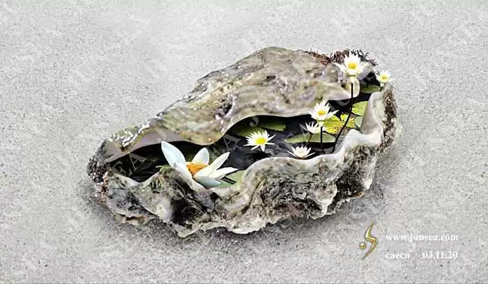 海边拾贝见彩虹 贝壳颜色的奇妙世界