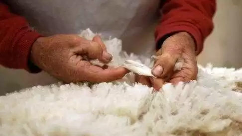 羊毛保暖的秘密藏在它的微观世界里