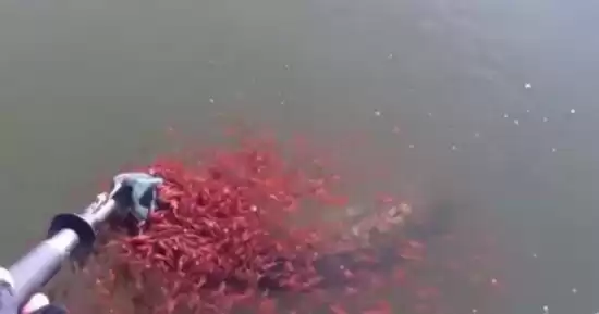 色彩混合揭秘 什么色加什么色等于红色